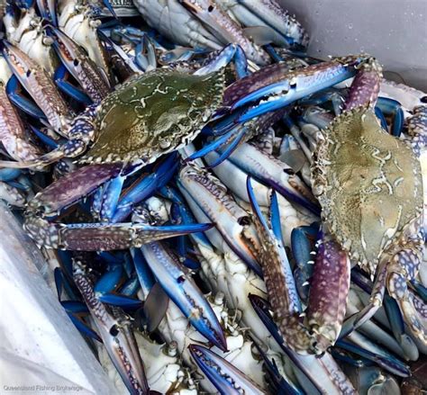 queensland fishing brokerage|crab license for sale queensland.
